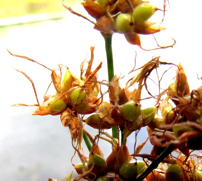 Sawgrass, CLADIUM JAMAICENSE, nearly mature spikelets