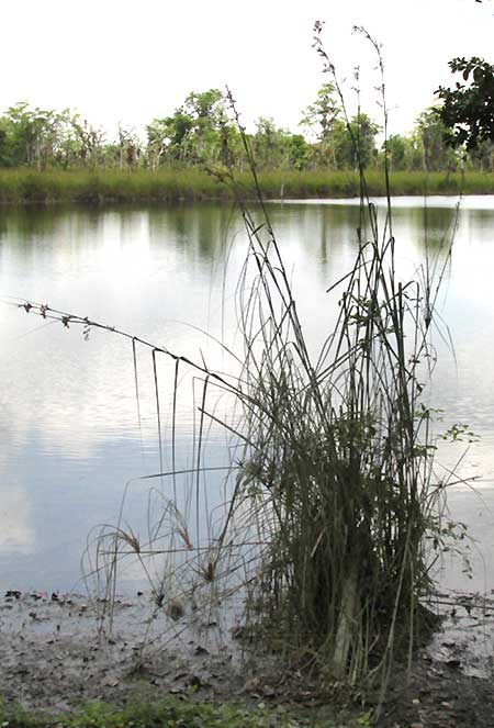 Sawgrass, CLADIUM JAMAICENSE