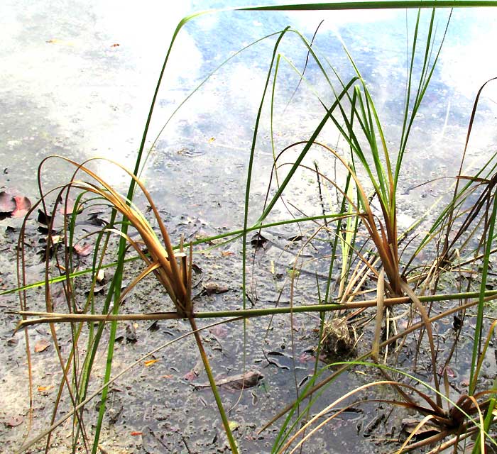 Sawgrass, CLADIUM JAMAICENSE, plantlets on side shoot