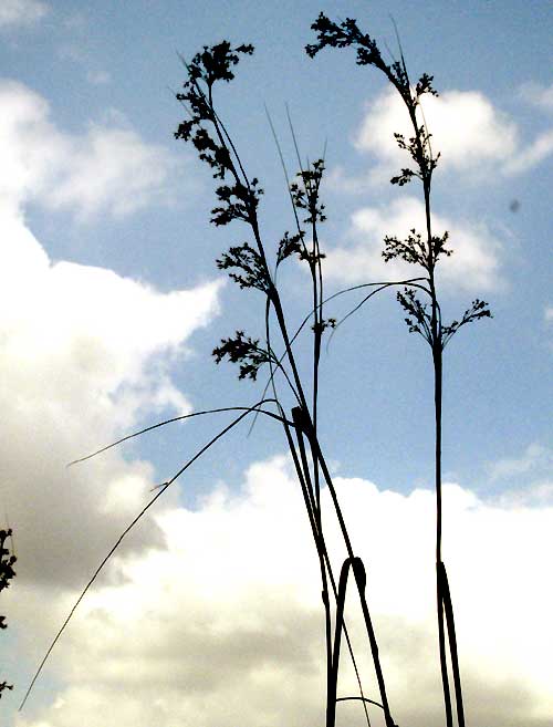 Sawgrass, CLADIUM JAMAICENSE, inflorescence