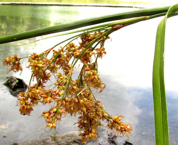 Sawgrass, CLADIUM JAMAICENSE, spikelet cluster