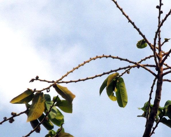 Panama Rubber Tree, CASTILLA ELASTICA, flower remains on leafless branches