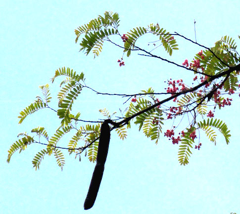 CASSIA GRANDIS, legume & flowers