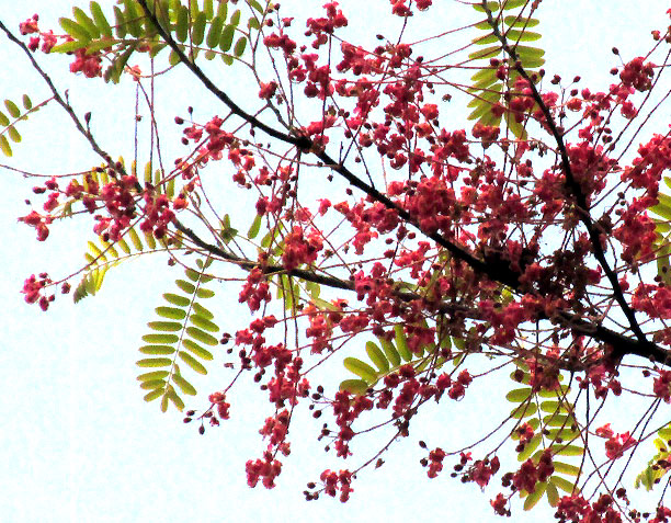 CASSIA GRANDIS, flowers