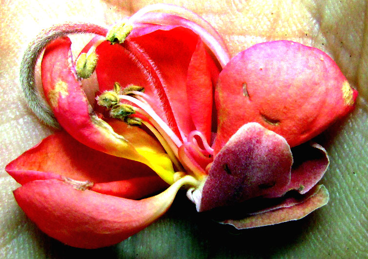 CASSIA GRANDIS, fallen flower