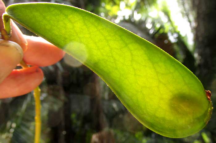 Brazilian Fern Tree, SCHIZOLOBIUM PARAHYBA,fruit