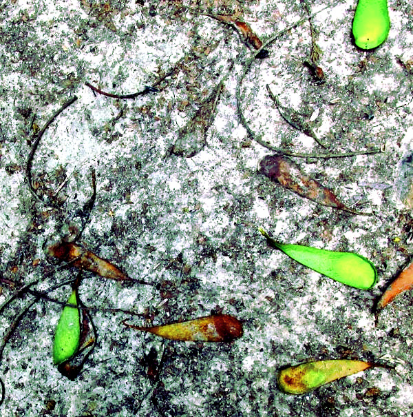 Brazilian Fern Tree, SCHIZOLOBIUM PARAHYBA,fruits on ground