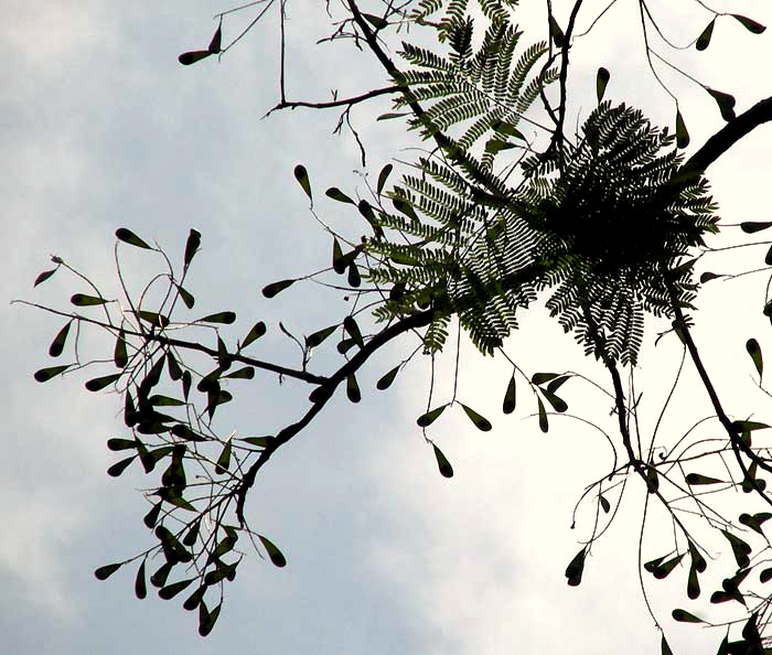 Brazilian Fern Tree, SCHIZOLOBIUM PARAHYBA, leafless branches with fruits