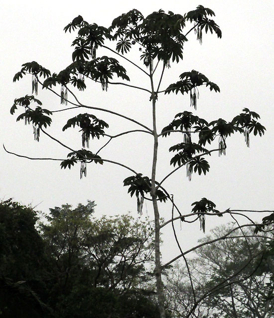 CECROPIA OBTUSIFOLIA