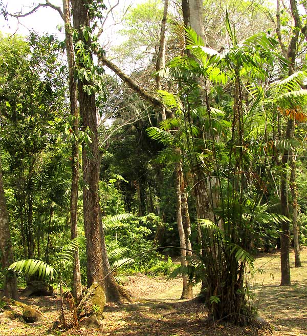 Pacaya Palms, CHAMAEDOREA TEPEJILOTE, connected by bent rooting stem