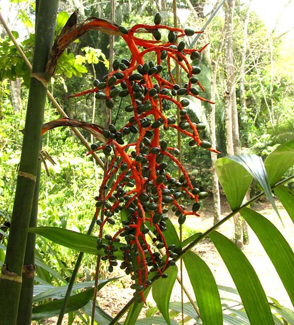 Pacaya Palms, CHAMAEDOREA TEPEJILOTE, fruiting head