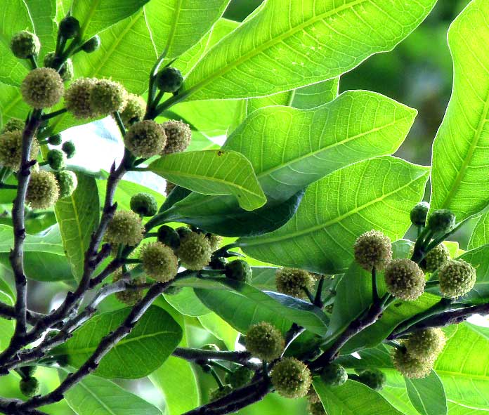 BROSIMUM ALICASTRUM, flower clusters in tree