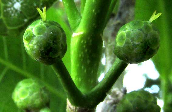 BROSIMUM ALICASTRUM, female flowering structures with exerted stigma lobes