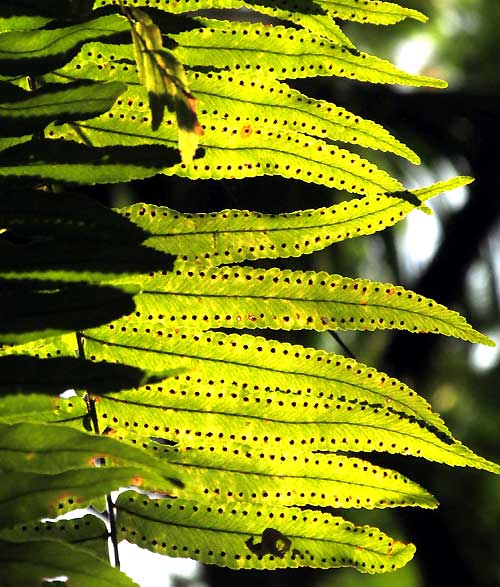 Giant Sword Fern, NEPHROLEPIS BISERRATA, sori, margins and venation