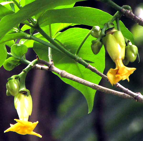 The #fruit of the #cahal_pech tree - known as  horse ball…