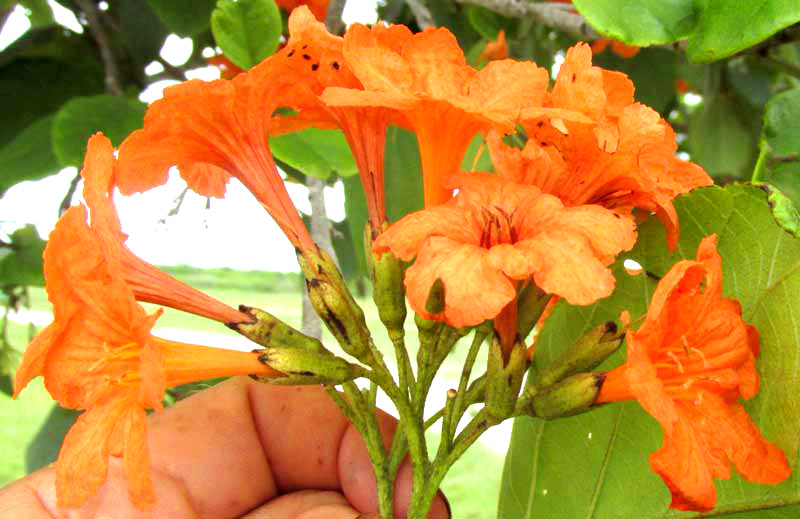 Siricote, CORDIA SEBESTENA, flowers