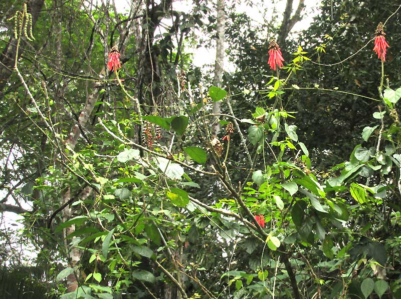 Coral Tree, ERYTHRINA FOLKERSII