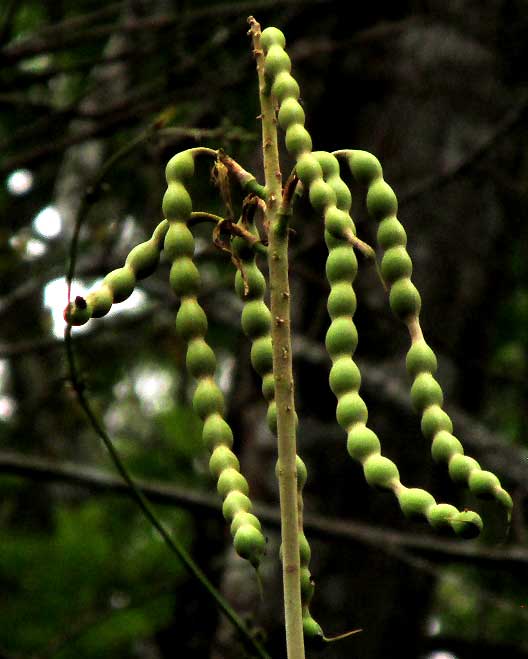 Coral Tree, ERYTHRINA FOLKERSII, legumes