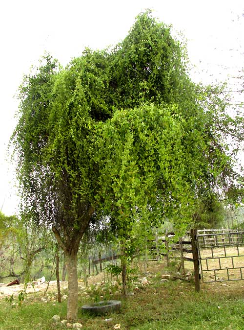 Tropical Mistletoe, STRUTHANTHUS CASSYTHOIDES, covering Gliricidia sepium