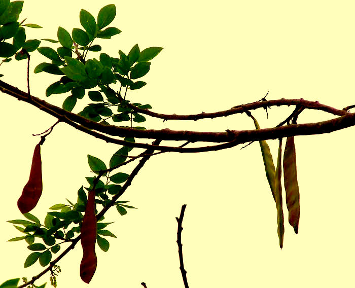 Madre de Cacao, GLIRICIDIA SEPIUM, fruits