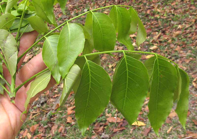 Mahogany, SWIETENIA MACROPHYLLA, leaves close up