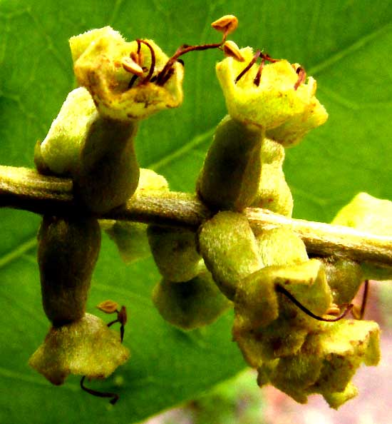 Black Olive, BUCIDA BUCERAS, flowers