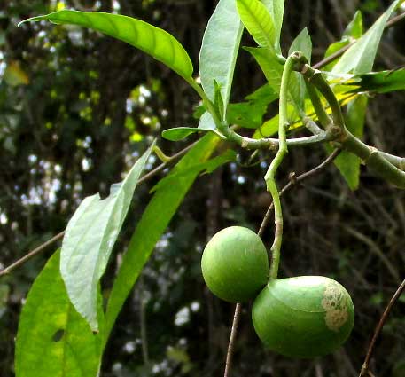 TABERNAEMONTANA AMYGDALIFOLIA, immature fruits