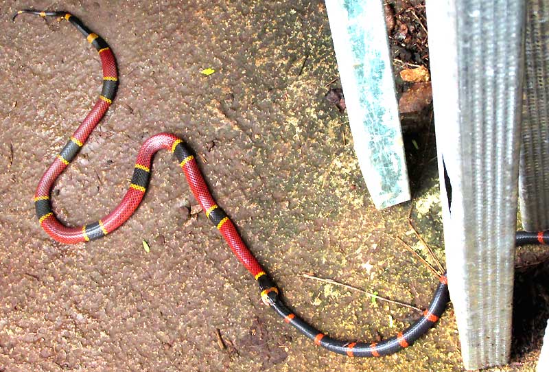 Variable Coral Snake, MICRURUS DIASTEMA, eating Ringed Snail-eater, SIBON SARTORII