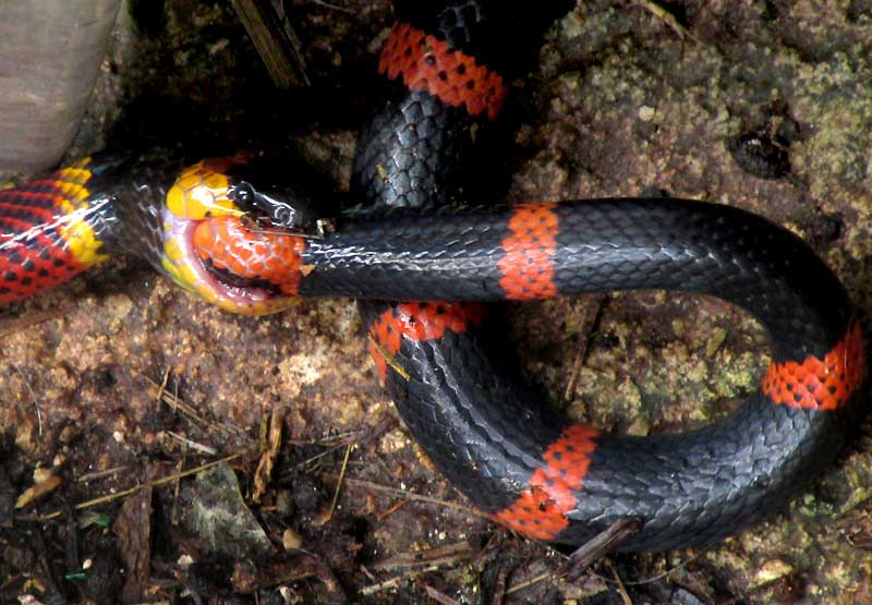 Variable Coral Snake, MICRURUS DIASTEMA, eating Ringed Snail-eater, SIBON SARTORII, close-up