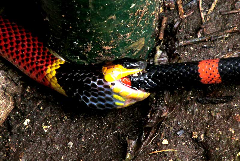 Variable Coral Snake, MICRURUS DIASTEMA, eating Ringed Snail-eater, SIBON SARTORII, head close-up of coral