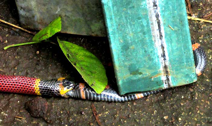 Variable Coral Snake, MICRURUS DIASTEMA, eating Ringed Snail-eater, SIBON SARTORII, half finished