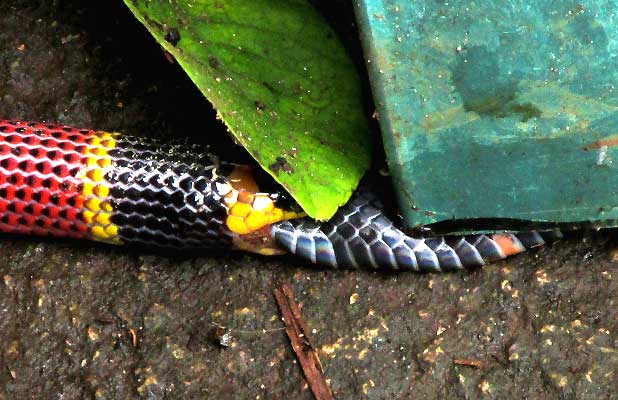 Variable Coral Snake, MICRURUS DIASTEMA, swallowing end of Ringed Snail-eater, SIBON SARTORII