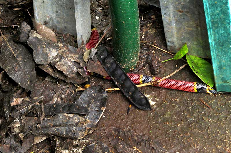 Variable Coral Snake, MICRURUS DIASTEMA, feeding on Ringed Snail-eater, SIBON SARTORII