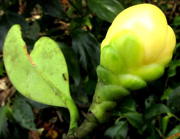 Clusia cf. chanekiana, flower bud