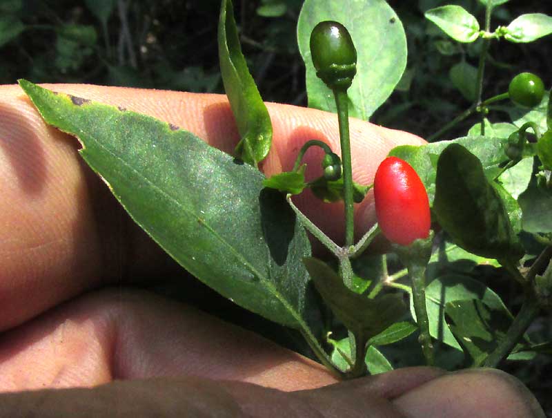 fruiting Chili Pequín, CAPSICUM ANNUM var GLABRIUSCULUM