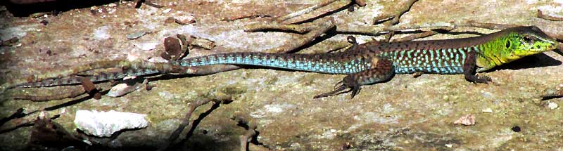 Rainbow Ameiva, HOLCOSUS UNDULATUS
