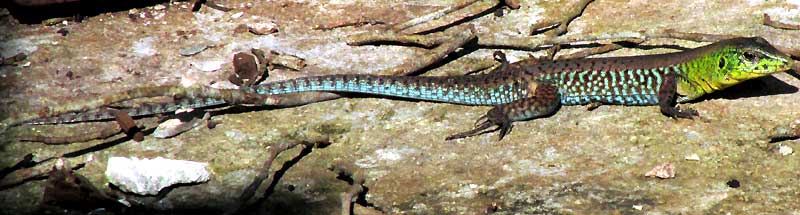 Rainbow Ameiva, AMEIVA UNDULATA