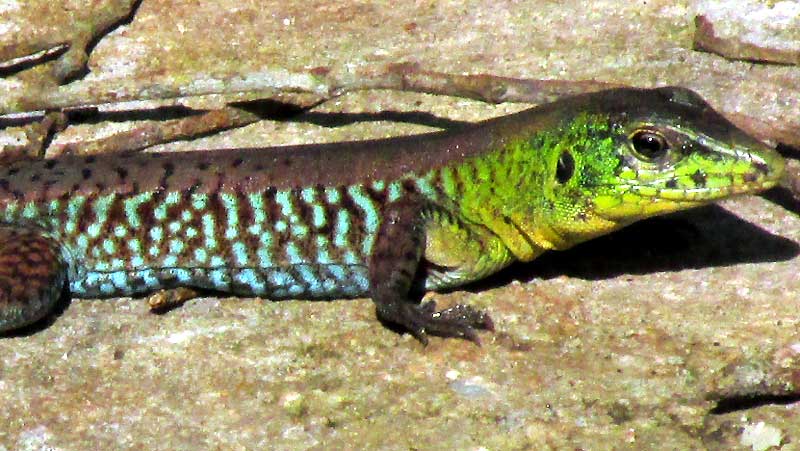 Rainbow Ameiva, HOLCOSUS UNDULATUS, head