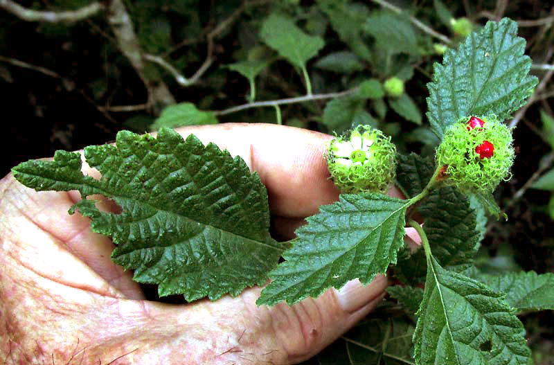 VARRONIA GLOBOSA, leaves & fruiting head