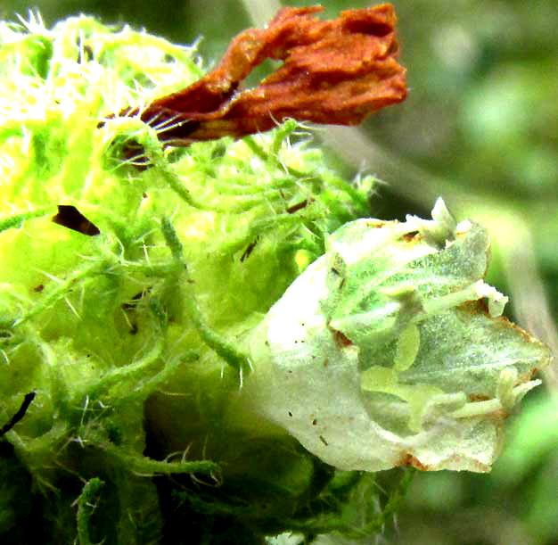 VARRONIA GLOBOSA, flower