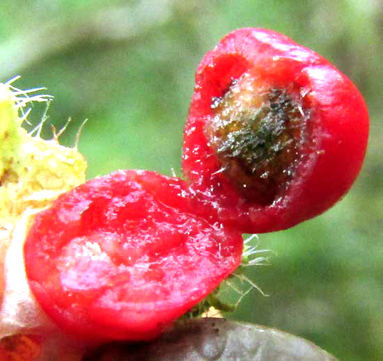 VARRONIA GLOBOSA, red, fleshy fruit bearing single woody seed