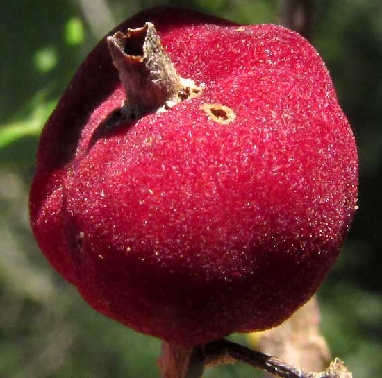 GUETTARDA ELLIPTICA, fruit