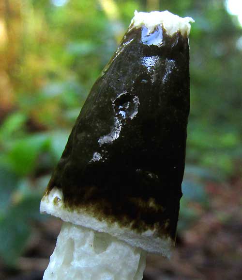 Stinkhorn in Mexico, PHALLUS ravenelii, cap with gleba