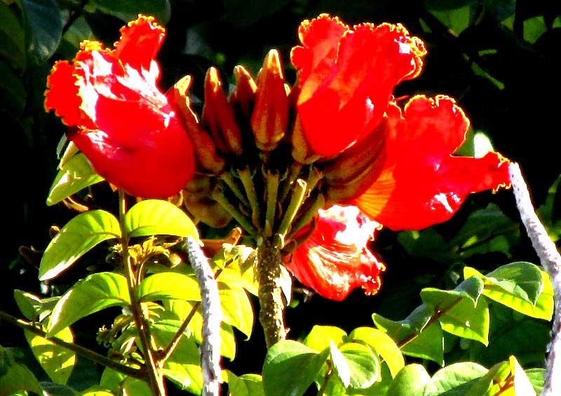 Flower cluster of Spathodea campanulata