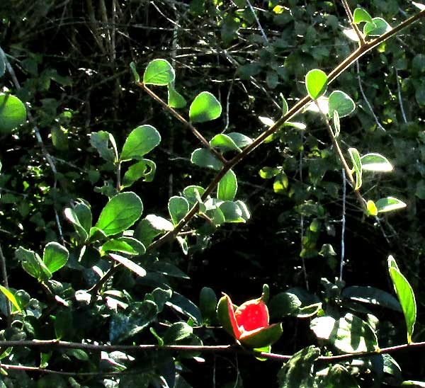 CASEARIA (SAMYDA) YUCATANENSIS, open, empty fruit shell on stem