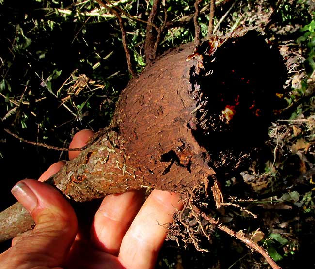 Schott's Ceiba, CEIBA SCHOTTII, tuberous stem storage area