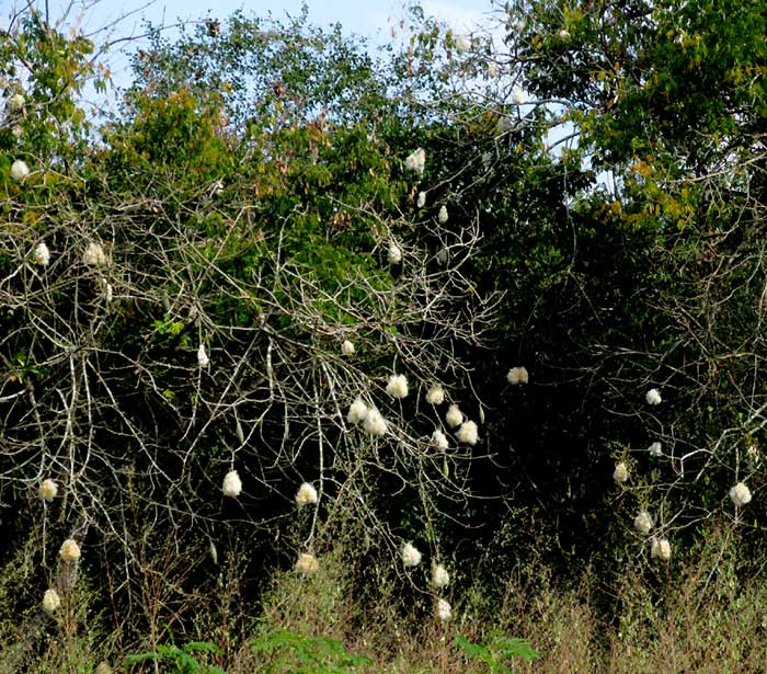 Schott's Ceiba or Pochote, CEIBA SCHOTTII, open fruit capsules