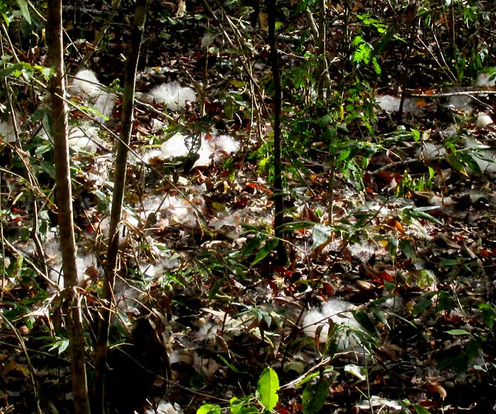 Schott's Ceiba, CEIBA SCHOTTII, cottony fiber below tree