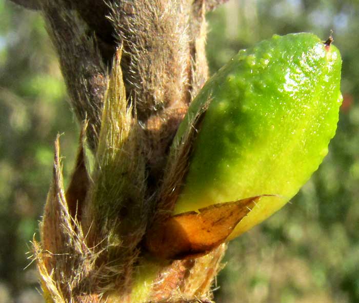 Aphelandra scabra, fruit