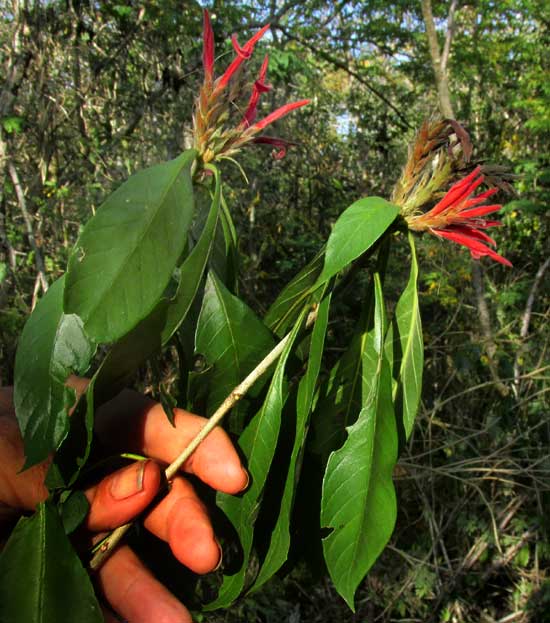 Aphelandra scabra, branch showing leaves gathered at tips